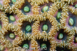 Zoanthus by Stuart Ganz 